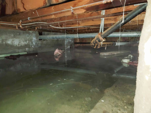 Best Flooded house restoration  in Palm Beach Shores, FL