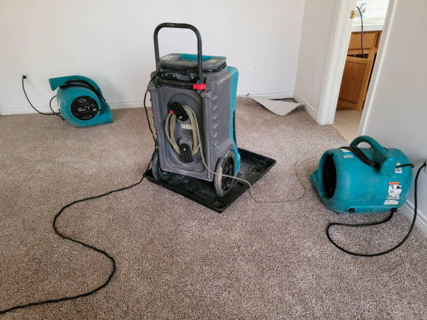 Best Basement water damage restoration  in Palm Beach Shores, FL