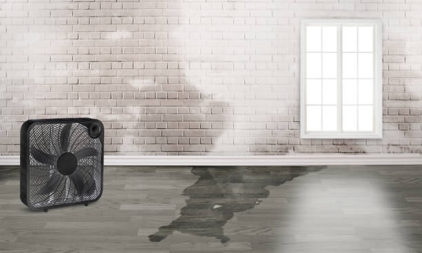 Best Mold removal after water damage  in Palm Beach Shores, FL