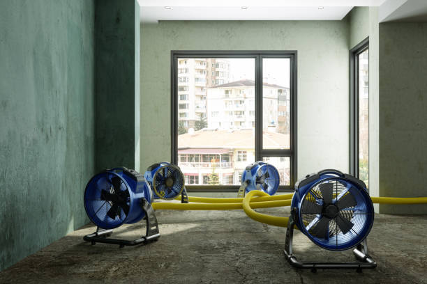 Best Carpet water damage restoration  in Palm Beach Shores, FL