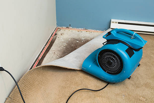 Best Water damage contractors near me  in Palm Beach Shores, FL